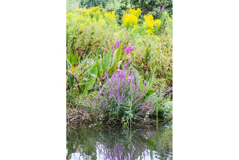 Hortillonnages d'Amiens, plantes violettes et jaunes