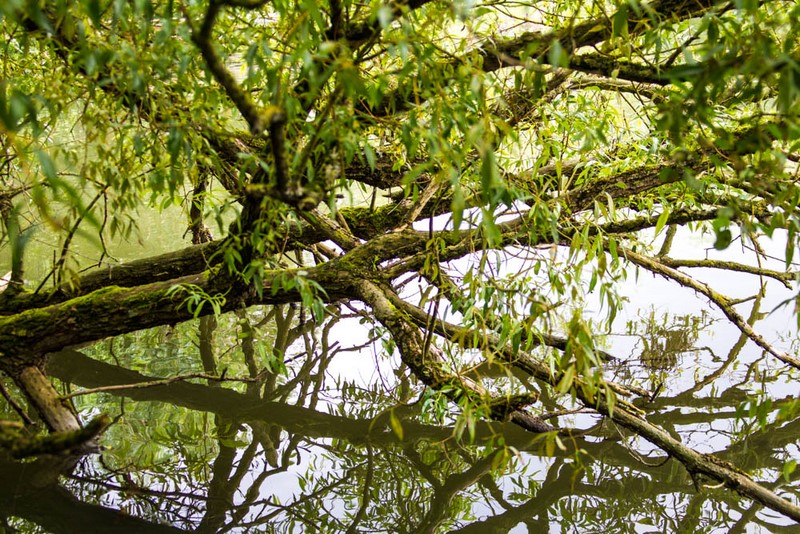 Hortillonnages d'Amiens, arbre baignant dans l'eau