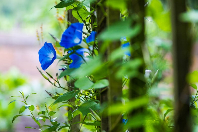 Hortillonnages d'Amiens, fleurs bleues